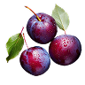 Plum