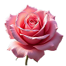 Turkish Rose