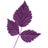 Violet Leaf