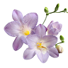 Freesia