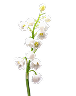  Lily Of The Valley