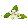  Neroli