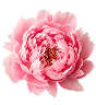 Peony