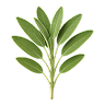 Sage