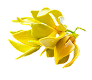  Ylang-Ylang